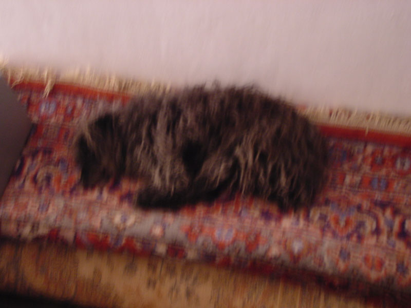 DSC02173.JPG